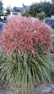 Miscanthus chinensis HURON SUNRISE