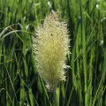 Trawa pampasowa TINY PAMPA