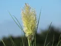 Trawa pampasowa TINY PAMPA