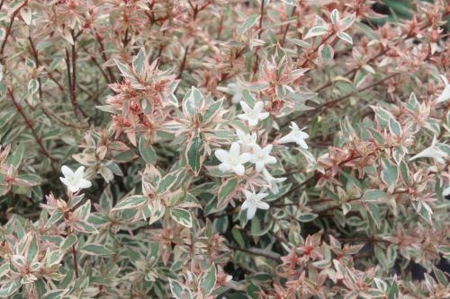 Abelia × grandiflora CONFETTI