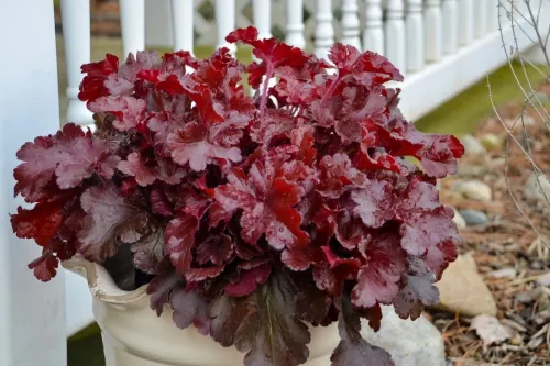 Heuchera CHERRY TRUFFLES
