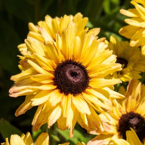 Rudbekia FLAMENCO VANILLA