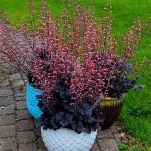 Heuchera  TIMELESS NIGHT