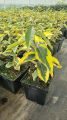 Oliwnik GILT EDGE