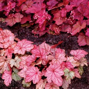 Heuchera WORLD CAFFE VIENNA 