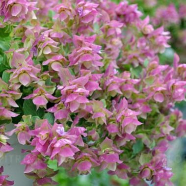 Oregano Bellissimo
