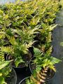Narecznica AUTUMN FERN