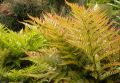 Narecznica AUTUMN FERN