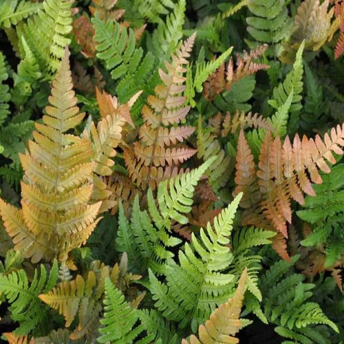 Papraď AUTUMN FERN 