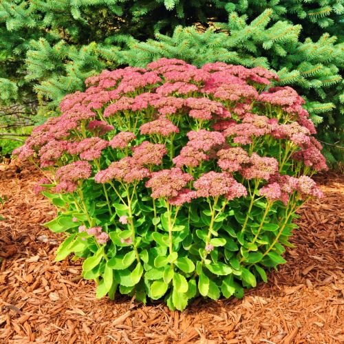 Sedum Hot Stuff