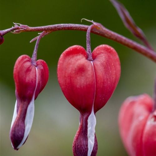 Srdiečka VALENTINE 