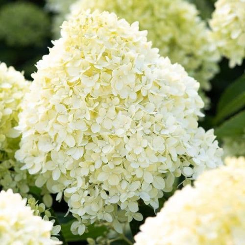 Hortenzia metlinatá LIVING COTTON CREAM 