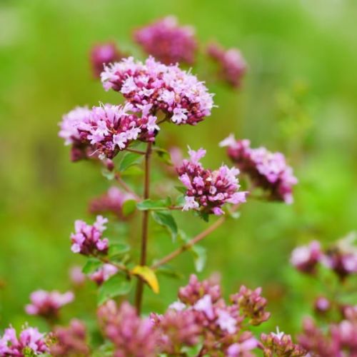 Oregano ROSENKUPPEL