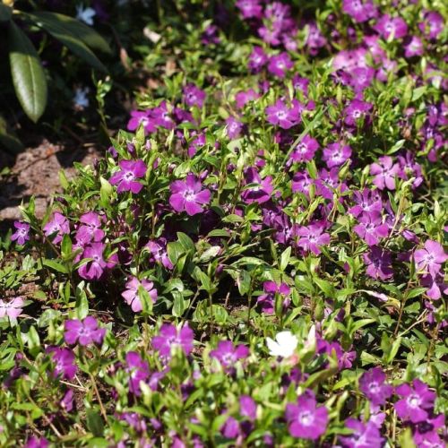 Zimozeleň ARTROPURPURA