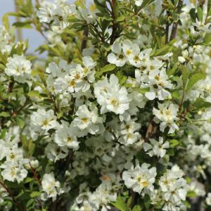 Obiela SNOW MOUNTAIN