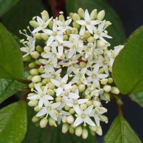 Dereň SIBERIAN PEARLS