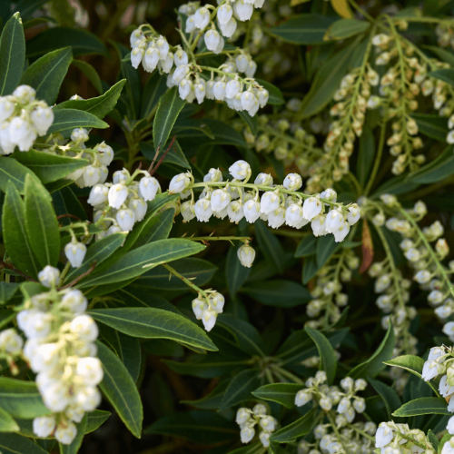 Pieris japonský  SARABANDE