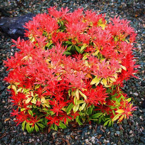 Pieris japonský  Forest Flame