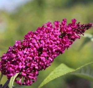 Budleia david  SUMMER BEAUTY 
