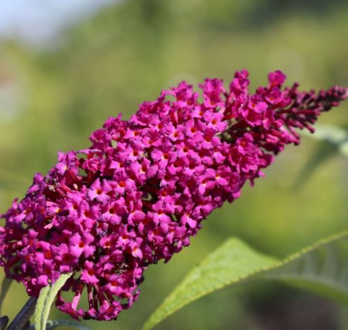 Budleia david  SUMMER BEAUTY 
