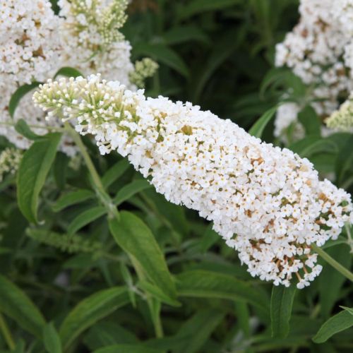 Budleia david  WHITE PROFUSION