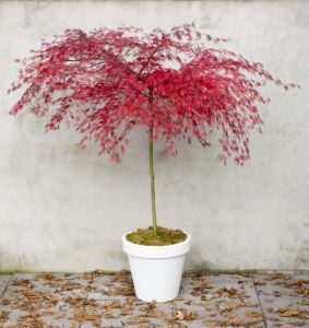 Javor dlaňovitolistý 'Garnet' na kmeni