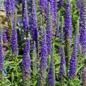Veronika ULSTER DWARF BLUE