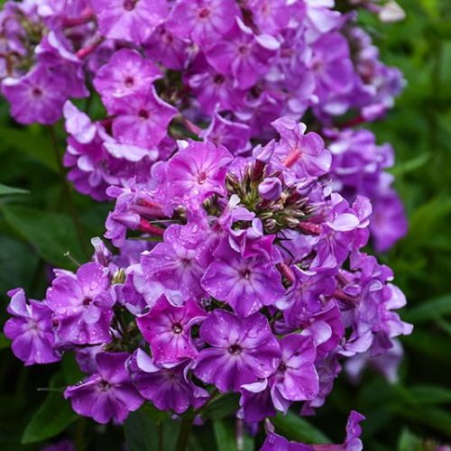 Plamienka EARLY PURPLE