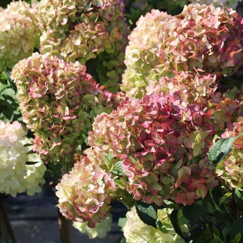 Hortenzia PETITE CHERRY