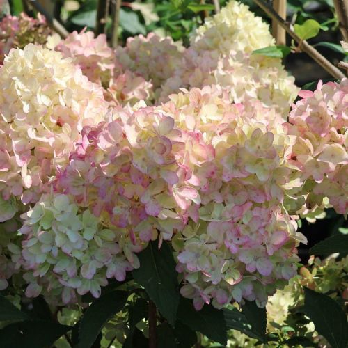 Hortenzia PETITE FLORI
