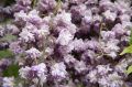 Wisteria Glicynia BLACK DRAGON
