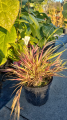 Trawa Hakonechloa MULLED WINE