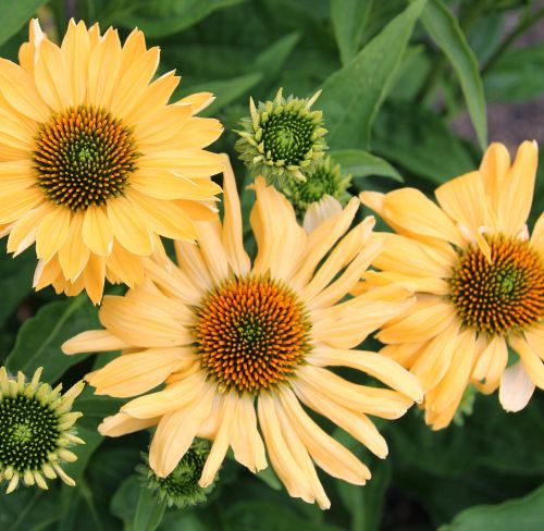 Echinacea  ALOHA
