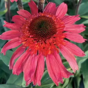 Echinacea  Cara Mia Spacy