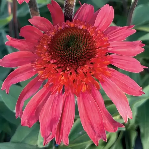 Echinacea  Cara Mia Spacy