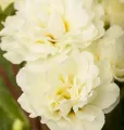 Pierwiosnek Belarina CREAM