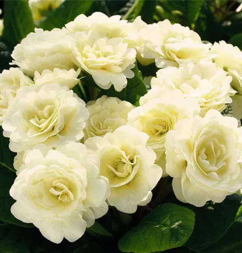 Primula Belarina CREAM