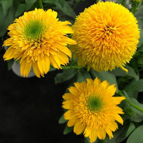 Echinacea  CARA MIA YELLOW