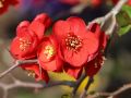 Pigwowiec CRIMSON AND GOLD