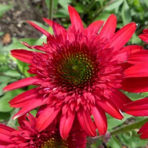 Echinacea  SUNNY DAYS RUBY