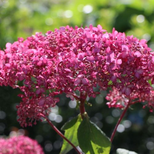 Hortenzia PINK ANNABELLE