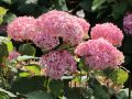 Hortensja PINK ANNABELLE