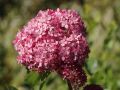 Hortensja PINK ANNABELLE