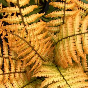 Papraď Wallichova Jurassic Gold