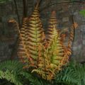 Narecznica Jurrasic Gold