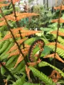 Narecznica Jurrasic Gold
