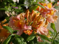 Azalia wielkokwiatowa