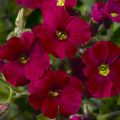 Żagwin Axcent Burgundy