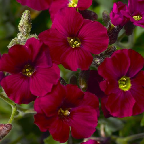 Tarica Axcent BURGUNDY