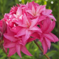 Azalia wielkokwiatowa